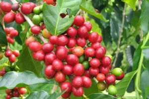 cherry_bunchnepal-organic-coffee.jpg